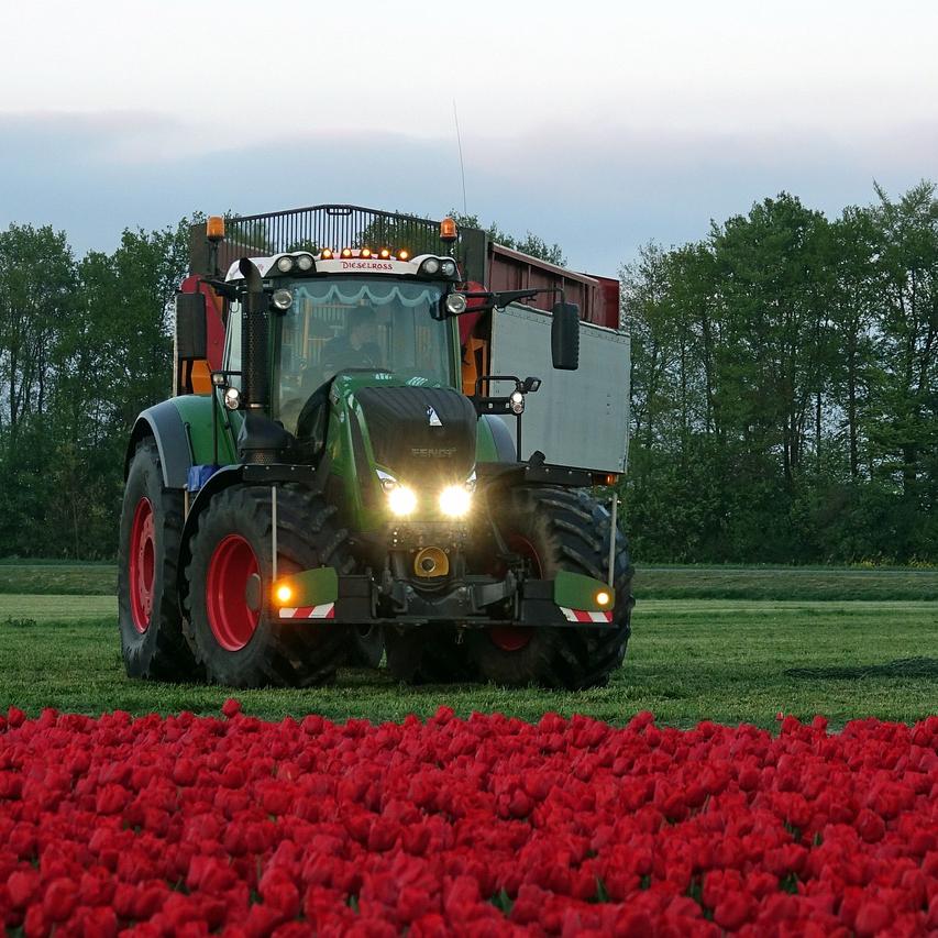 Delavec v traktorju ureja travnik v arboretumu pred nasadom tulipanov
